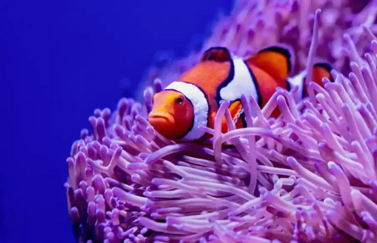 black clownfish