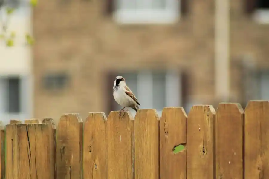 wood fence designs