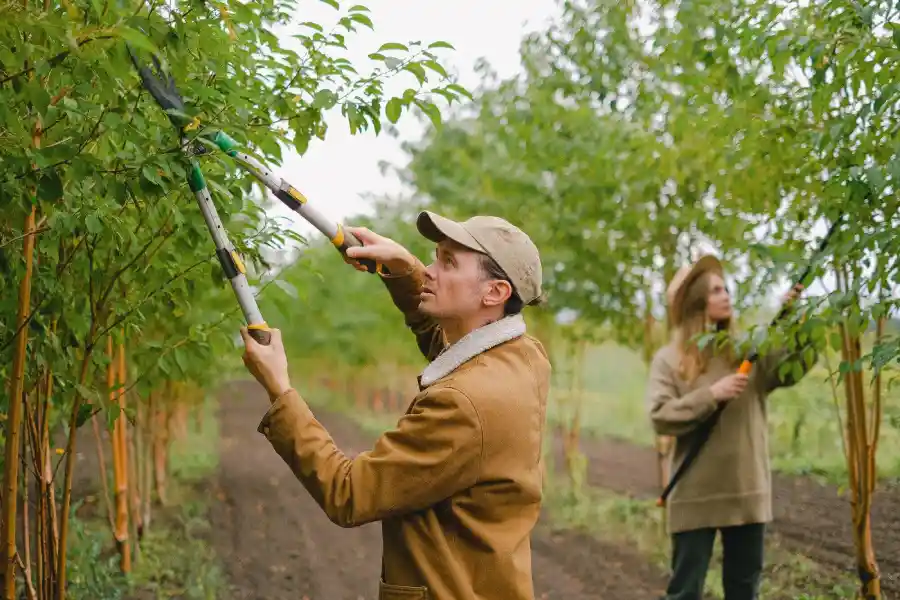 professional tree service