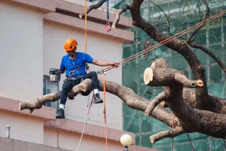 tree emergency services